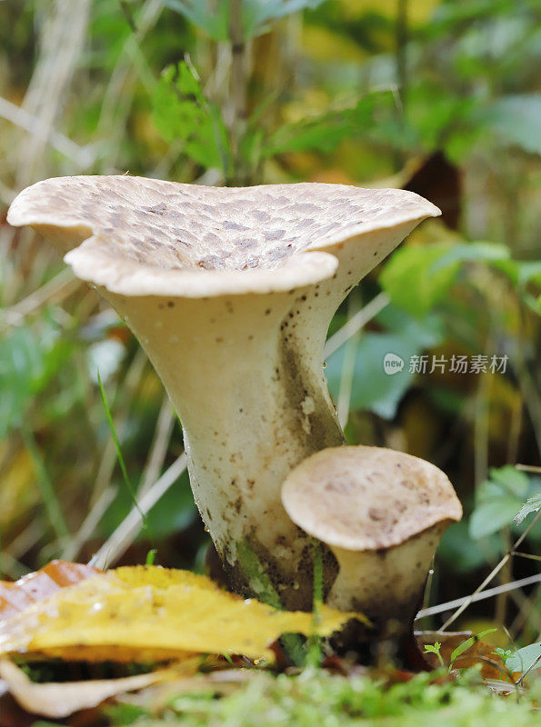 木耳(鳞Polyporus squamosus)幼子实体